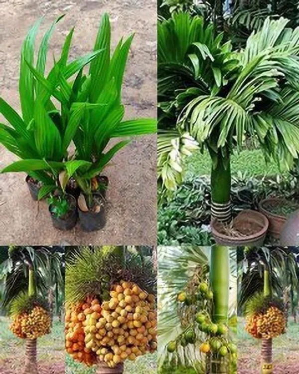 Betel_Nut/Supari_Plant_(Hybrid,_Pack_of_1)