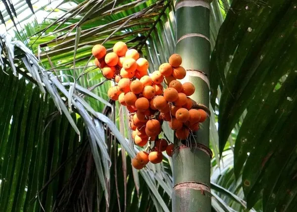 Betel_Nut/Supari_Plant_(Hybrid,_Pack_of_1)