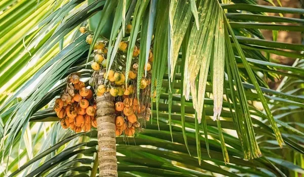 Betel_Nut/Supari_Plant_(Hybrid,_Pack_of_1)