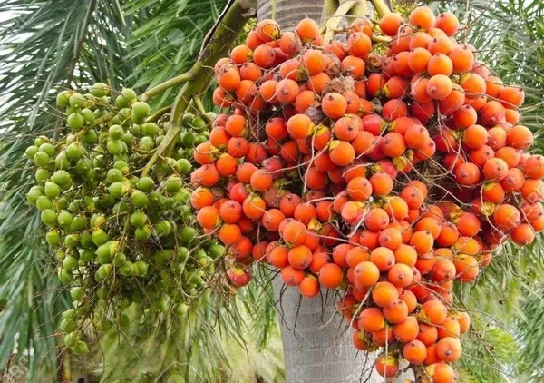 Betel_Nut/Supari_Plant_(Hybrid,_Pack_of_1)