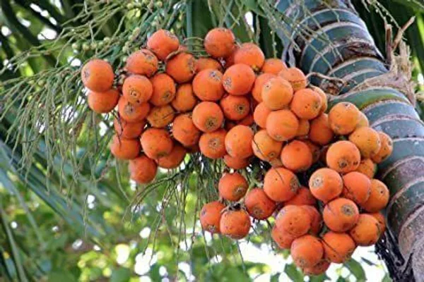 Betel_Nut/Supari_Plant_(Hybrid,_Pack_of_1)