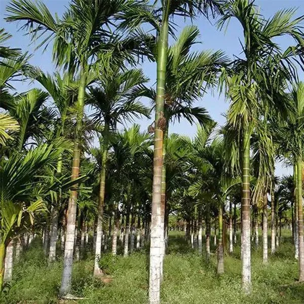 Betel_Nut/Supari_Plant_(Hybrid,_Pack_of_1)