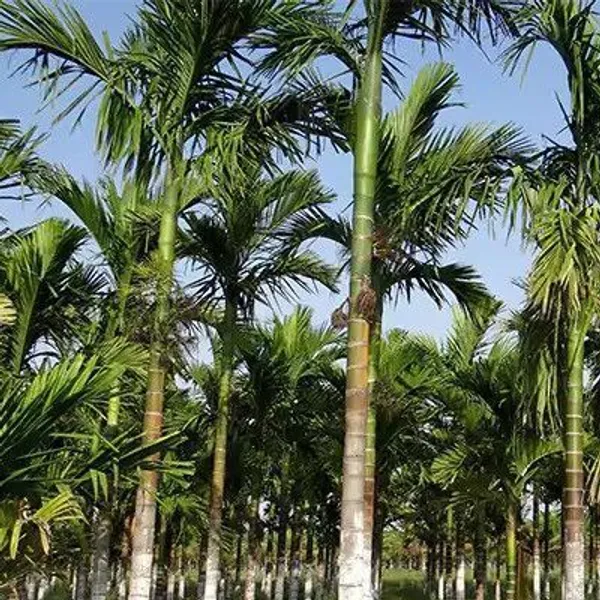 Betel_Nut/Supari_Plant_(Hybrid,_Pack_of_1)