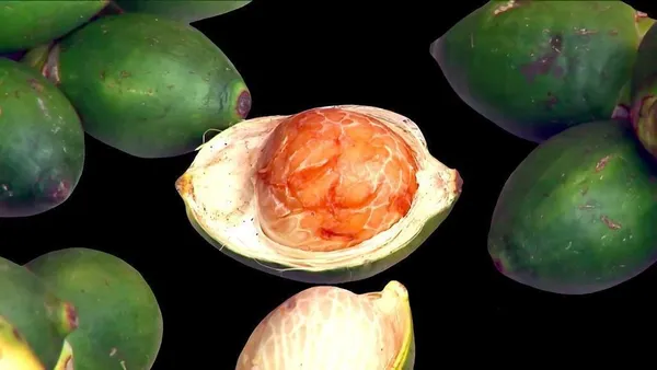 Betel_Nut/Supari_Plant_(Hybrid,_Pack_of_1)