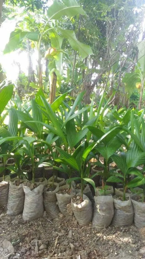 Betel_Nut/Supari_Plant_(Hybrid,_Pack_of_1)