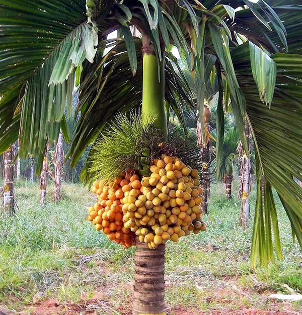 Betel_Nut/Supari_Plant_(Hybrid,_Pack_of_1)