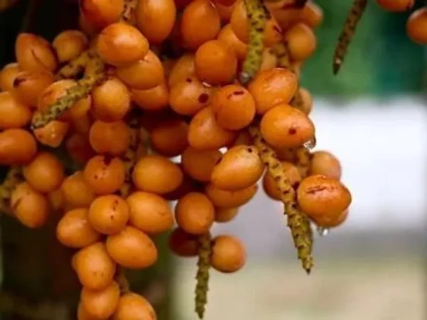 Kanchana_Plant_(Hybrid,_Pack_of_1)