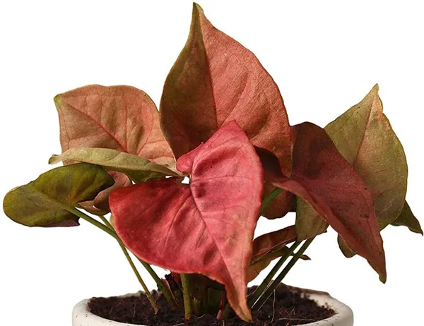Syngonium_Plant_(Hybrid,_Pack_of_1)