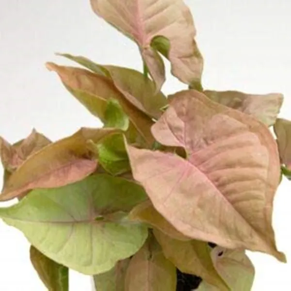 Syngonium_Plant_(Hybrid,_Pack_of_1)