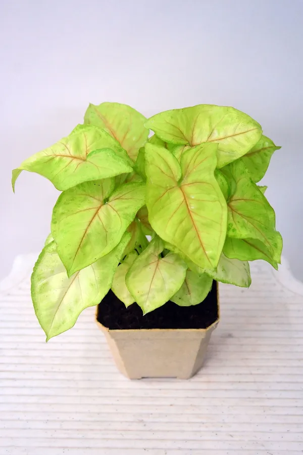 Syngonium_Plant_(Hybrid,_Pack_of_1)