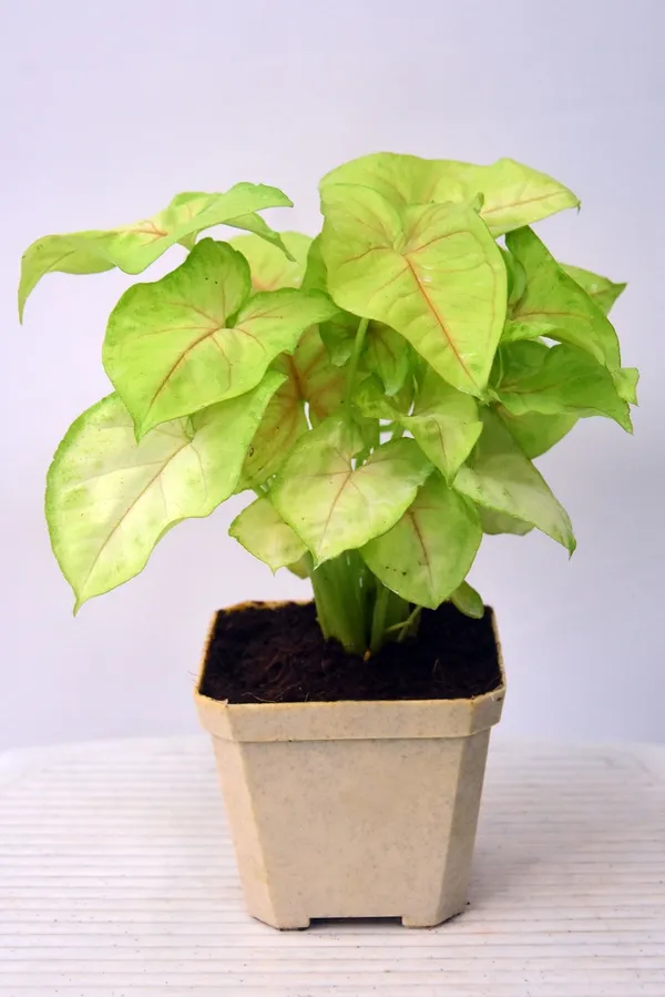 Syngonium_Plant_(Hybrid,_Pack_of_1)
