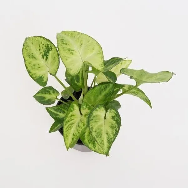 Syngonium_Plant_(Hybrid,_Pack_of_1)