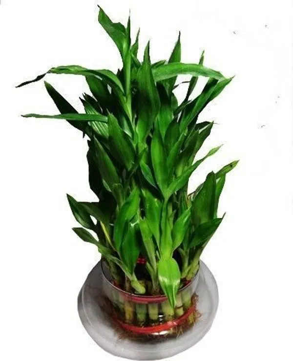 Three_Layer_Bamboo_Plant_(Hybrid,_Pack_of_1)