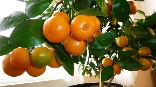Orange_Plant_(Hybrid,_Pack_of_1)
