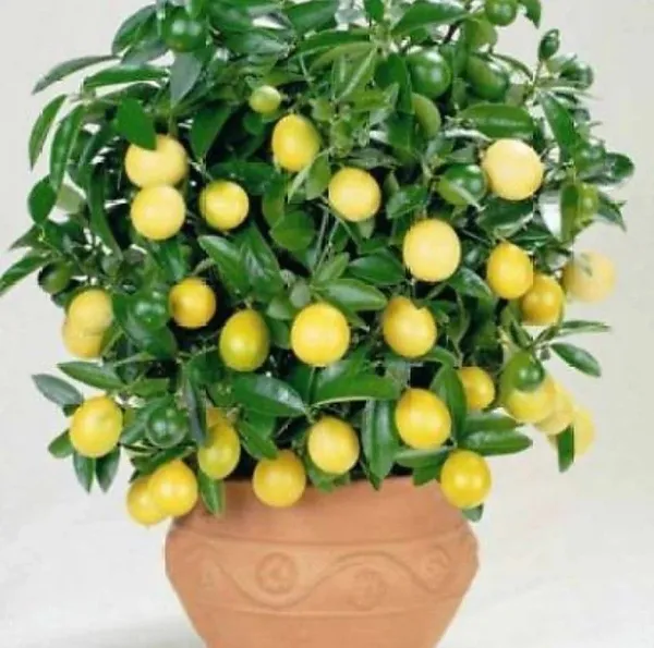 Lemon_Plant_(Hybrid,_Pack_of_1)