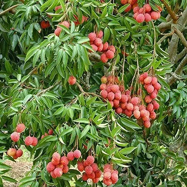 Litchi_Plant_(Hybrid,_Pack_of_1)
