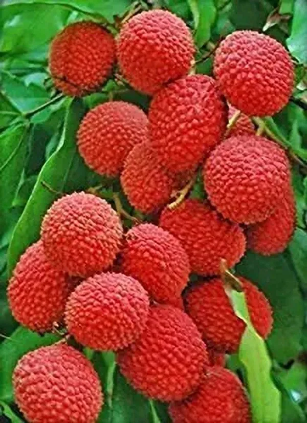 Litchi_Plant_(Hybrid,_Pack_of_1)