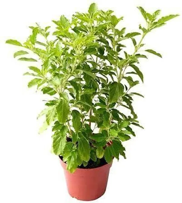 Tulsi_Plant_(Hybrid,_Pack_of_1)