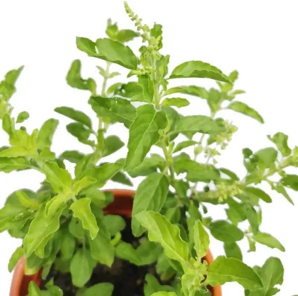 Tulsi_Plant_(Hybrid,_Pack_of_1)