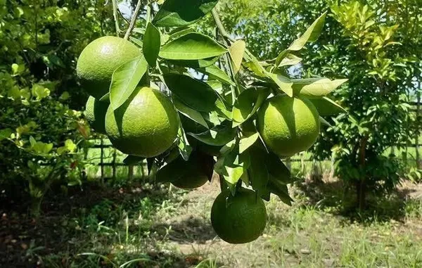 Lemon_Plant_(Hybrid,_Pack_of_1)