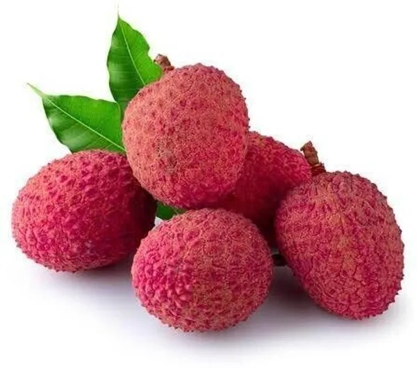 Litchi_Plant_(Hybrid,_Pack_of_1)