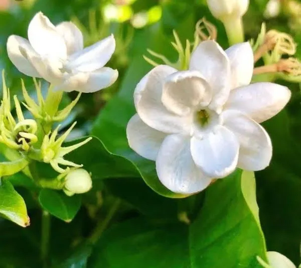 Jasmine_Plant_(Hybrid,_Pack_of_1)