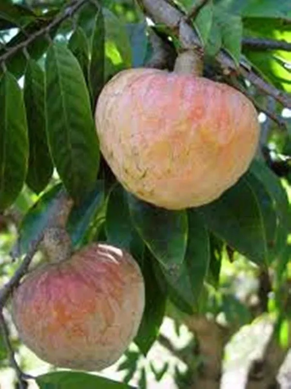 Annona_Reticulata/Bullock's_Heart_Plant_(Hybrid,_Pack_of_1)