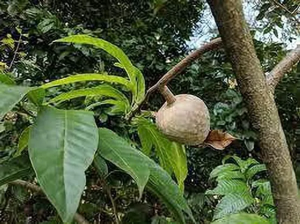 Annona_Reticulata/Bullock's_Heart_Plant_(Hybrid,_Pack_of_1)
