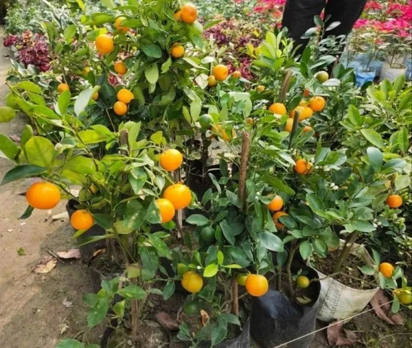 Orange_Plant_(Hybrid,_Pack_of_1)