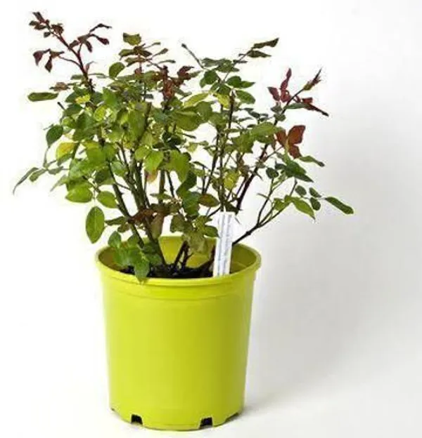 Rose_Plant_(Hybrid,_Pack_of_1)