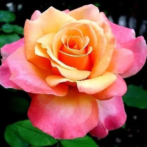 Rose_Plant_(Hybrid,_Pack_of_1)