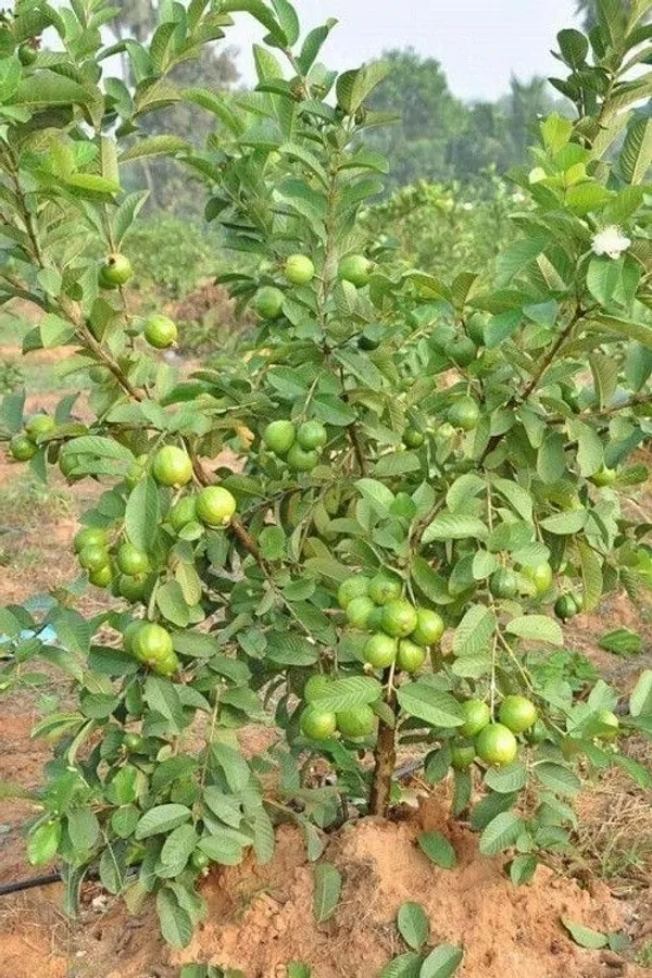 Guava_Plant_(Hybrid,_Pack_of_1)