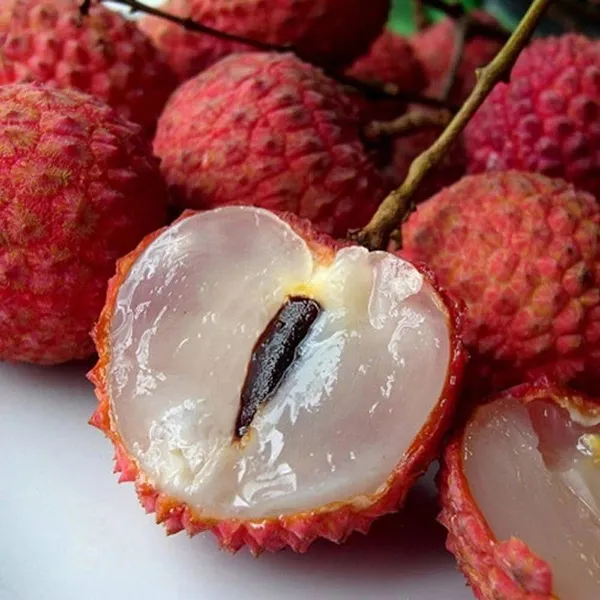 Litchi_Plant_(Hybrid,_Pack_of_1)