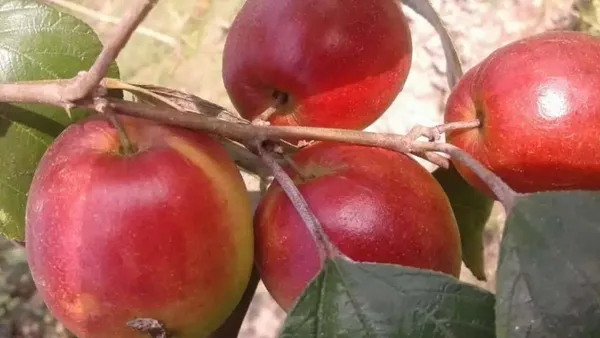 Ber_Apple_Plant_(Hybrid,_Pack_of_1)