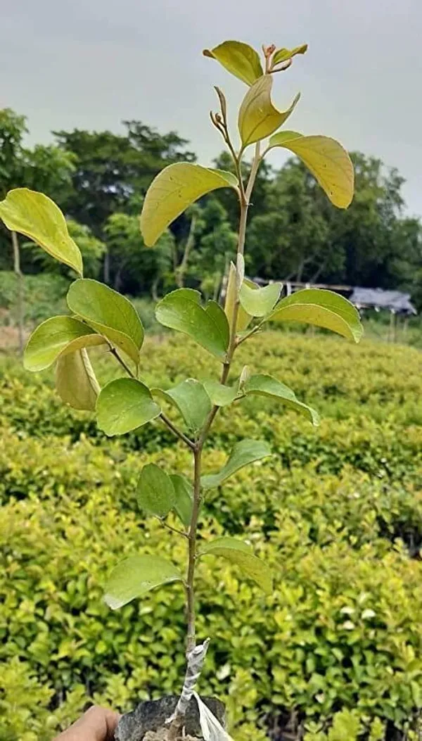 Ber_Apple_Plant_(Hybrid,_Pack_of_1)