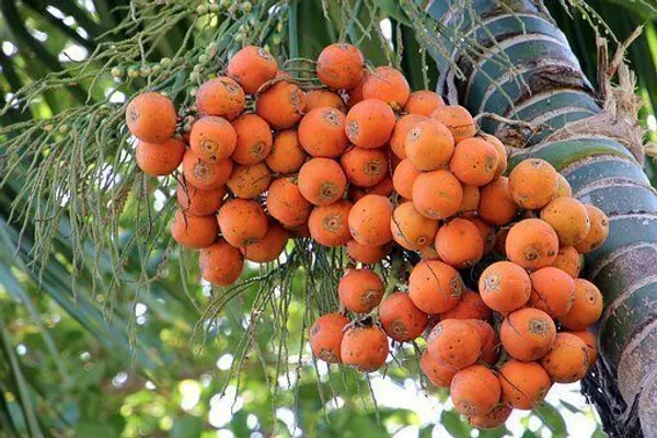 Betel_Nut/Supari_Plant_(Hybrid,_Pack_of_1)