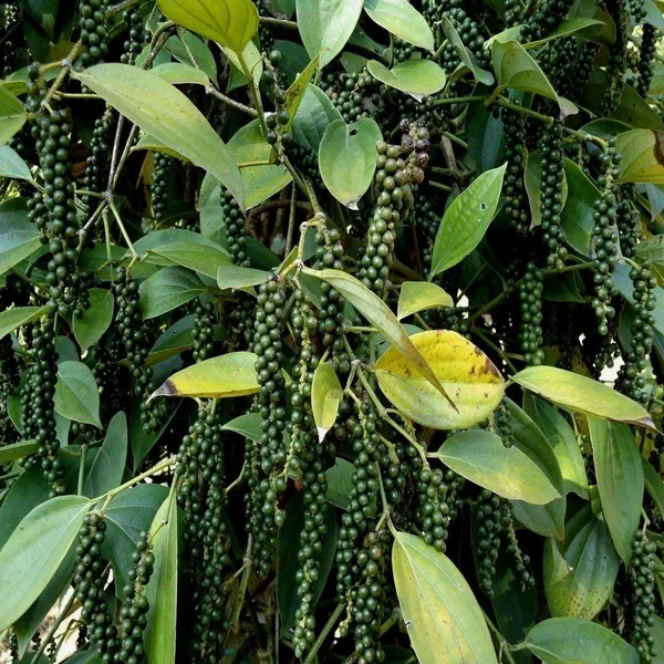 Black_Pepper_Plant_(Hybrid,_Pack_of_1)