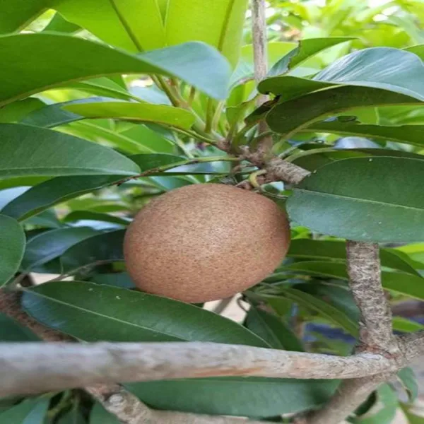 Chiku_Plant_(Hybrid,_Pack_of_1)