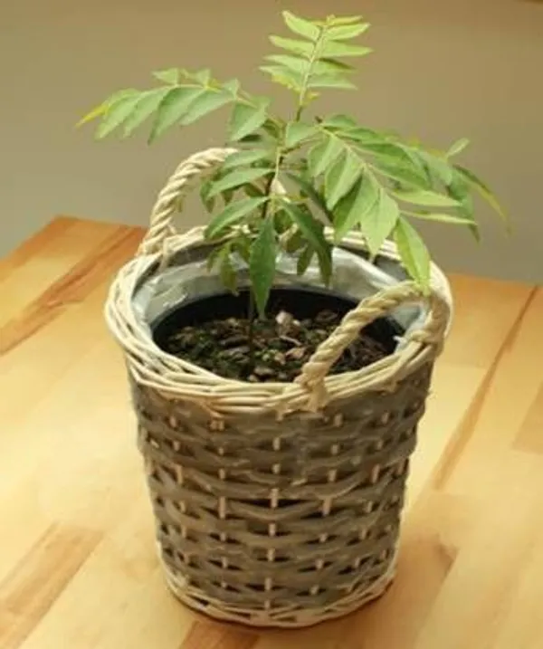 Curry_Leaf_Plant_(Hybrid,_Pack_of_1)