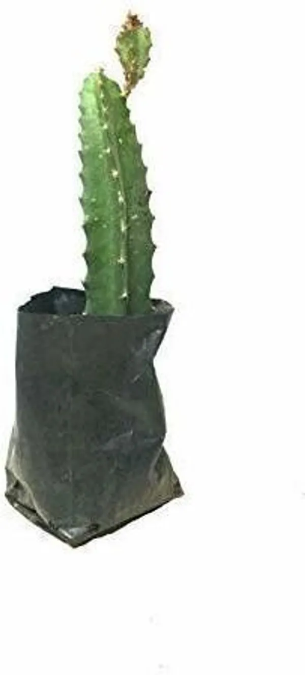 Dragon_Tree_(Hybrid,_Pack_of_1)