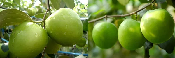 Custard_Apple_Plant_(Hybrid,_Pack_of_1)