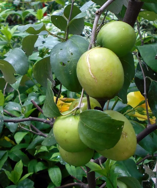 Custard_Apple_Plant_(Hybrid,_Pack_of_1)