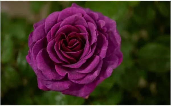 Rose_Plant_(Hybrid,_Pack_of_1)