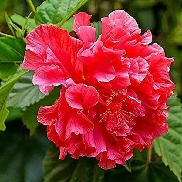 Hibiscus_Gudhal_Flower_Plant_(Hybrid,_Pack_of_1)