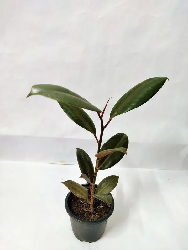 Rubber_Tree_(Hybrid,_Pack_of_1)