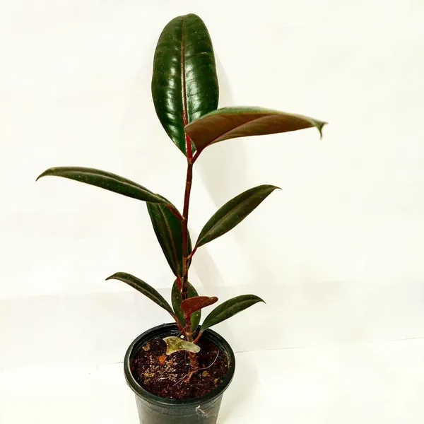 Rubber_Tree_(Hybrid,_Pack_of_1)