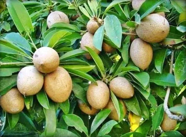 Chiku_Plant_(Hybrid,_Pack_of_1)