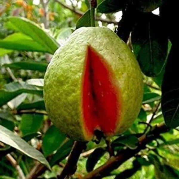 Guava_Plant_(Hybrid,_Pack_of_1)