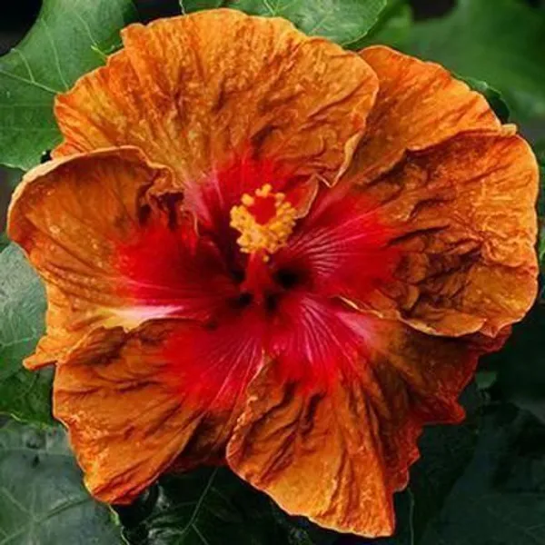 Hibiscus_Plant_(Hybrid,_Pack_of_1)