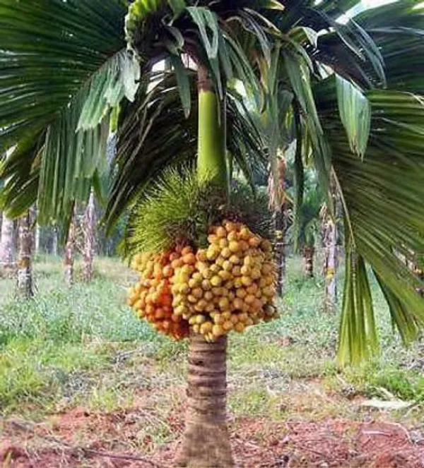 Betel_Nut/Supari_Plant_(Hybrid,_Pack_of_1)